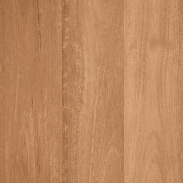Avoca Spotted Gum
