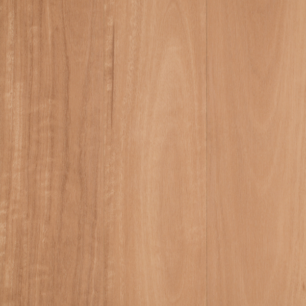 Oberon Blackbutt
