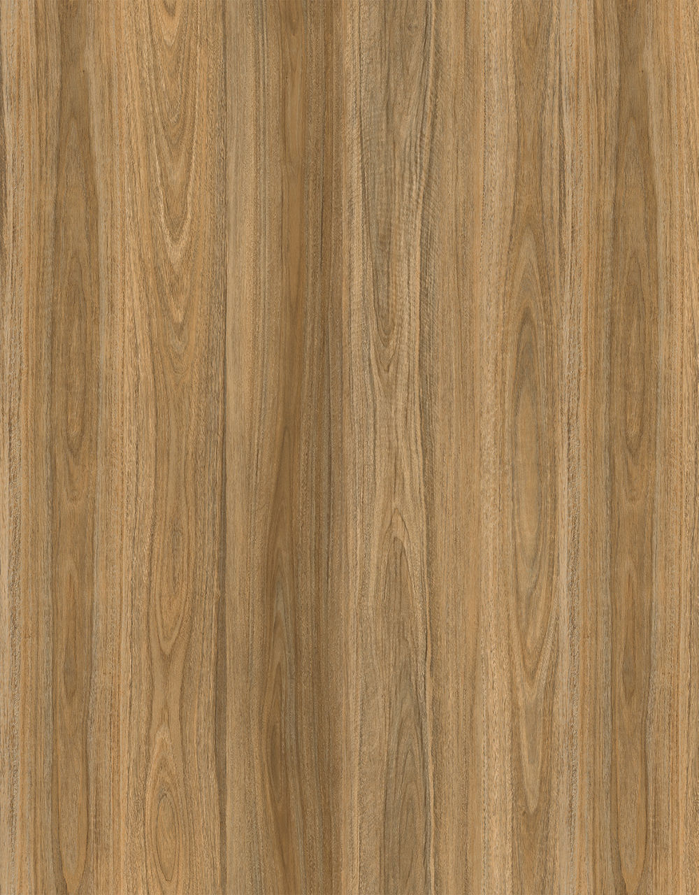 Aquila Wood Blonde Spotted Gum