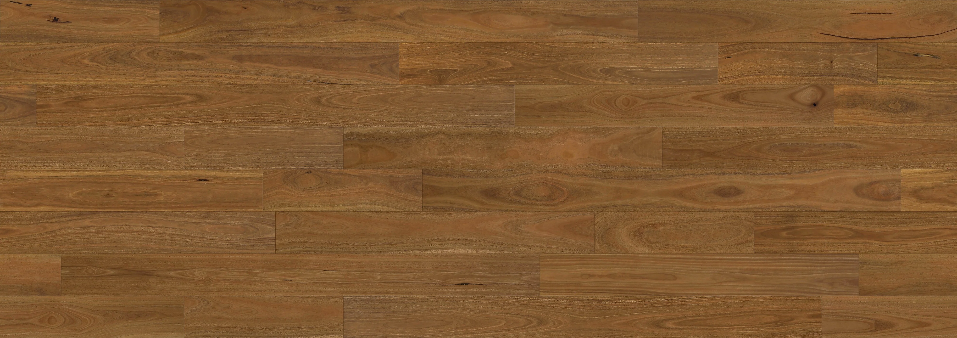 Daintree SPOTTED GUM 5G